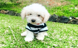 Maltipoo dogs for sale: Cookie - Image 9