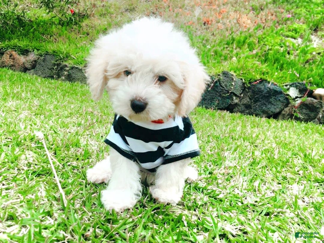 Maltipoo dogs for sale: Cookie - Image 9