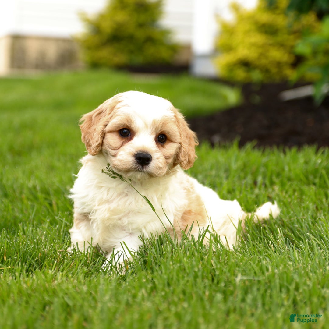 Cavachon dogs for sale: Fletcher - Image 4
