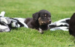 English Shepherd dogs for sale: Mocha - Image 6