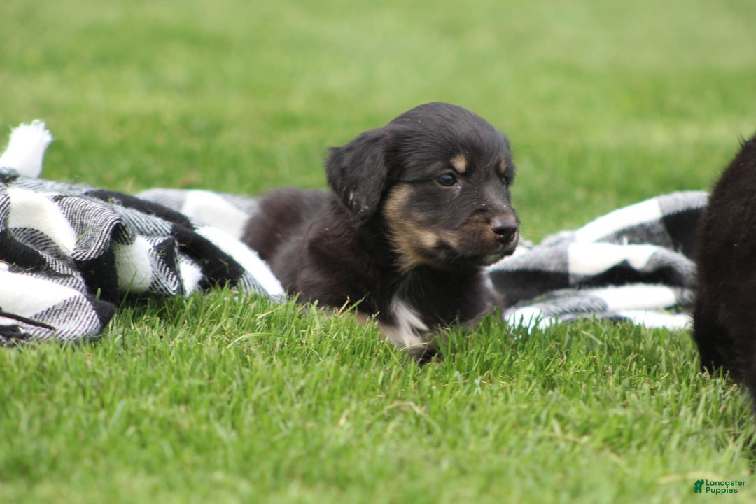 English Shepherd dogs for sale: Mocha - Image 6