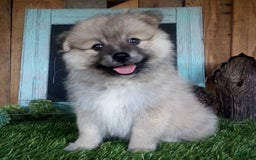 Pomeranian dogs for sale: Riley - Image 2