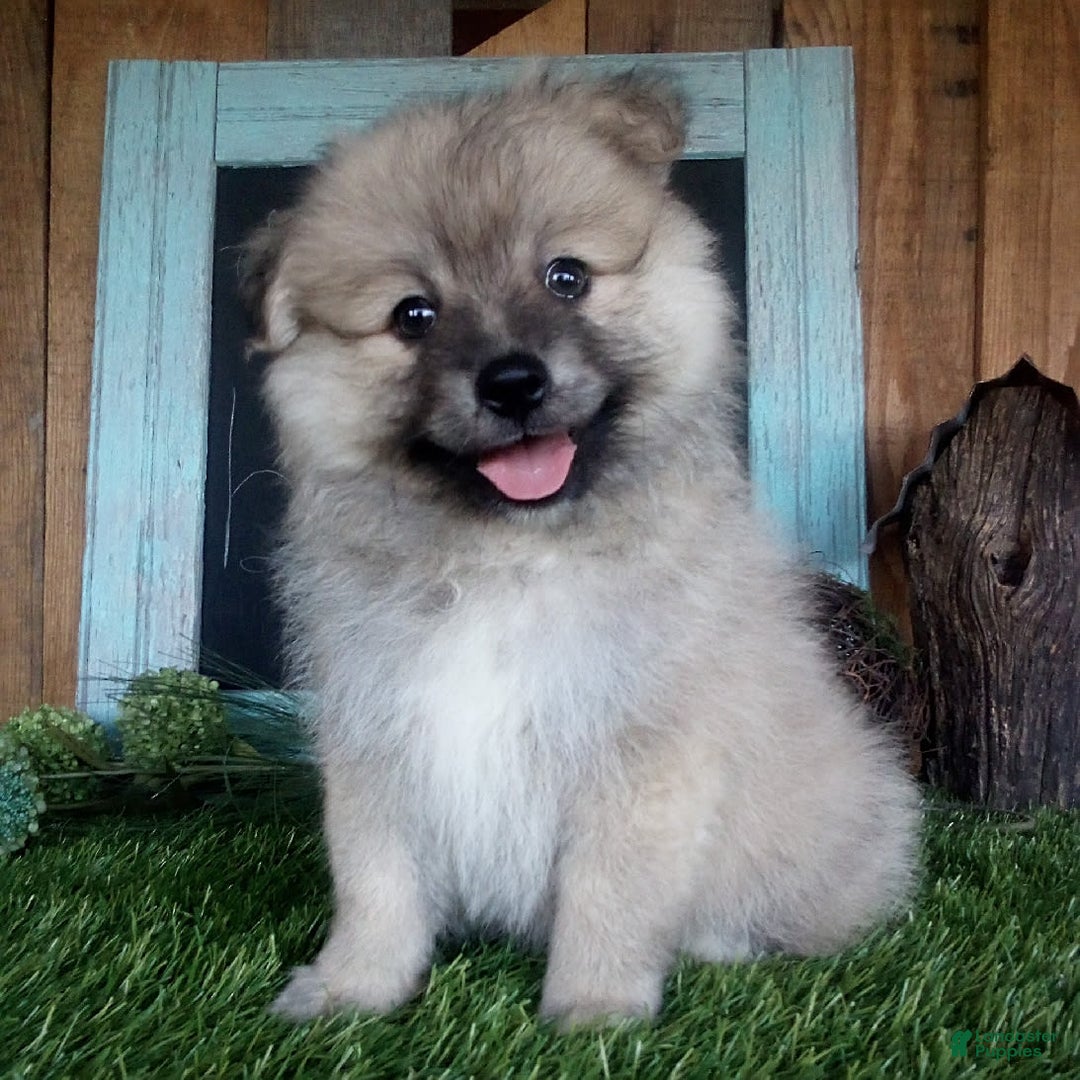 Pomeranian dogs for sale: Riley - Image 2
