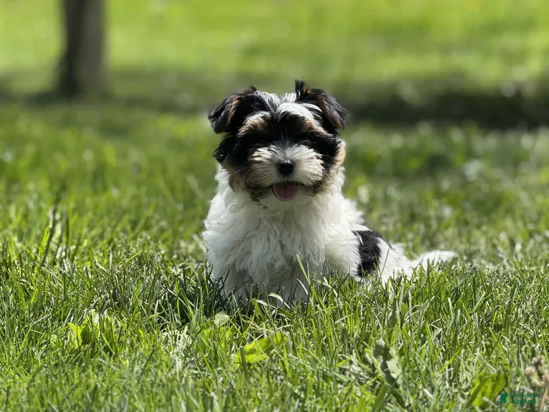 Yorkshire Terrier dogs for sale: Lexi - Image 6