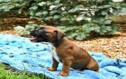 Boxer dogs for sale: Holly - Image 4