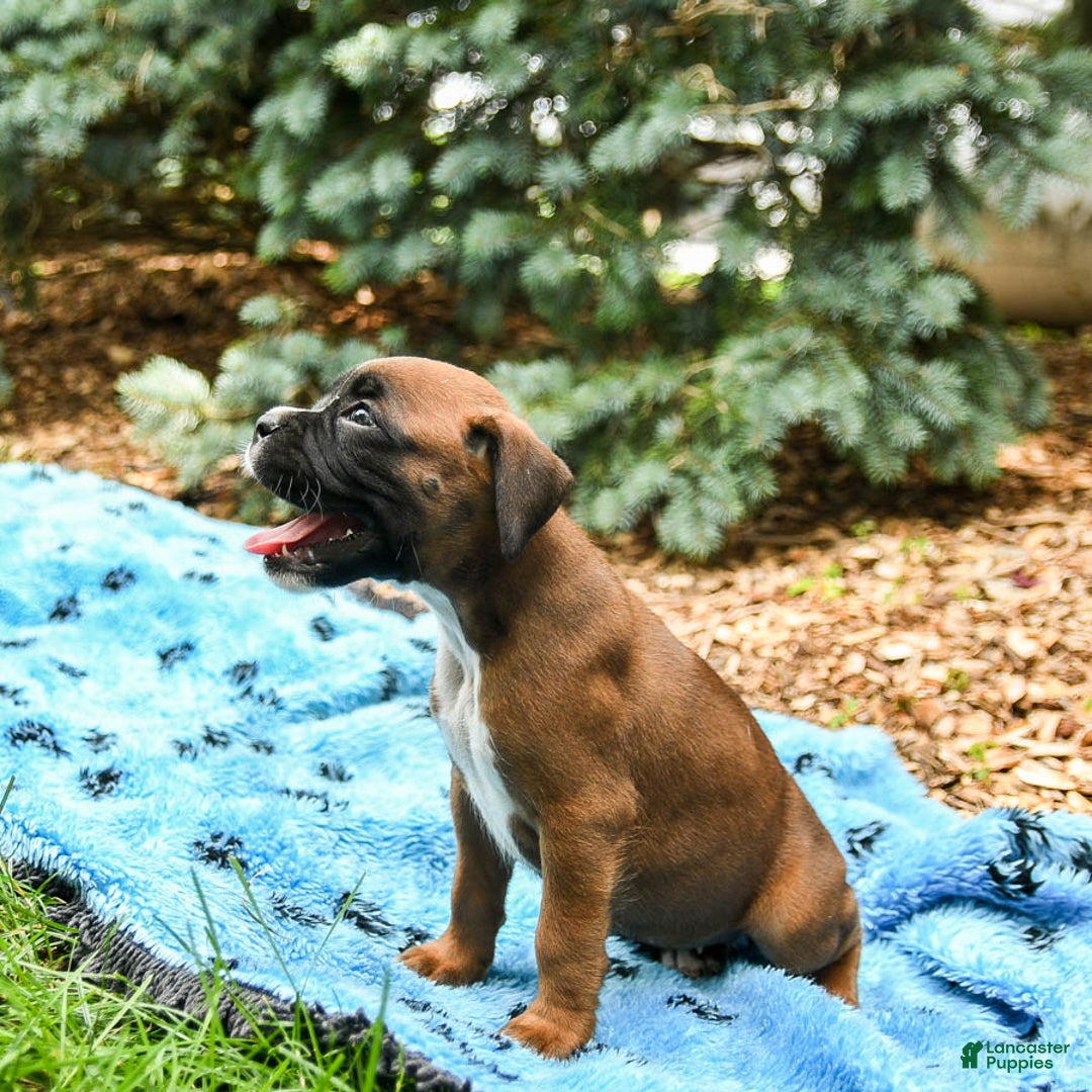 Boxer dogs for sale: Holly - Image 4