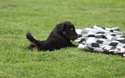 English Shepherd dogs for sale: Mocha - Image 8