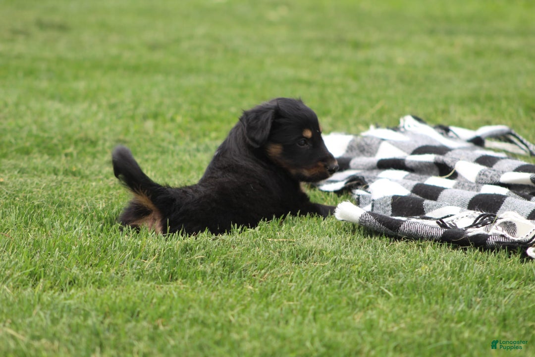 English Shepherd dogs for sale: Mocha - Image 8