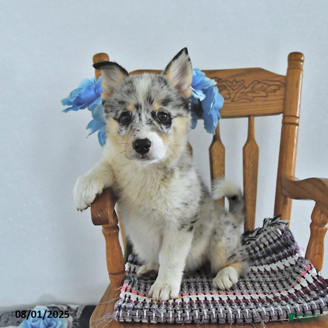 American Eskimo dogs for sale: Gracie - Image 6