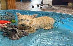 Scottish Terrier dogs for sale: Simone - Image 2