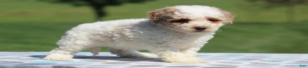 Cooper