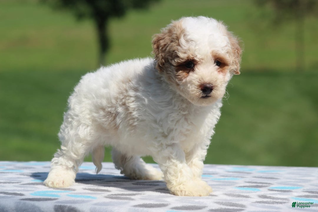 Maltipoo dogs for sale: Cooper - Image 1