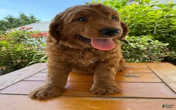Goldendoodle dogs for sale: Victor - Image 8