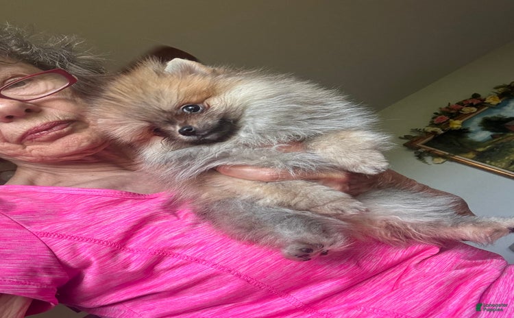 Pomeranian dogs for sale - Ad 1