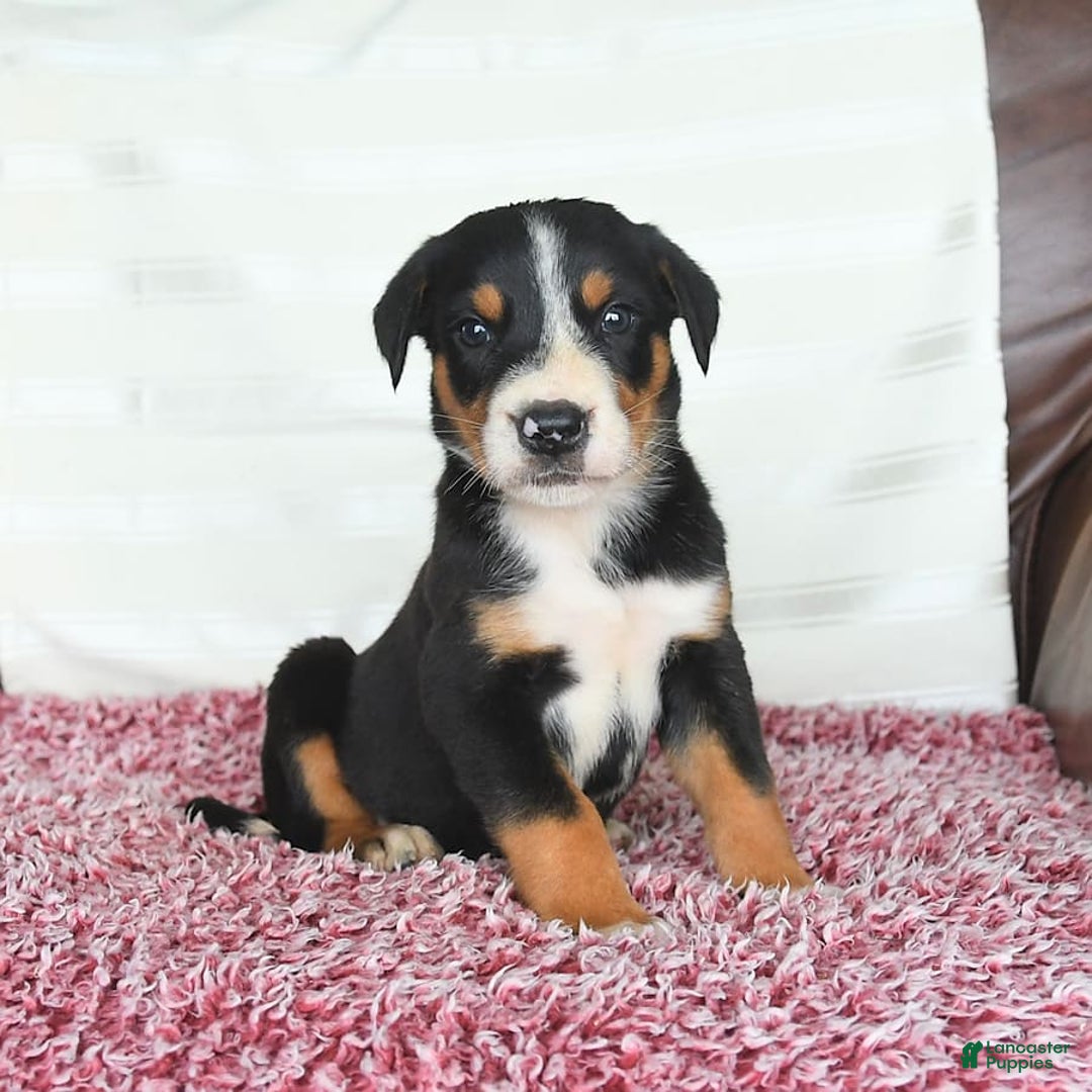 Greater Swiss Mountain Dog dogs for sale: Finn - Image 10