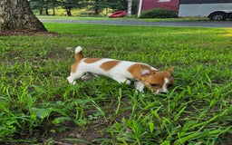 Jack Russell Terrier dogs for sale: Doc - Image 2