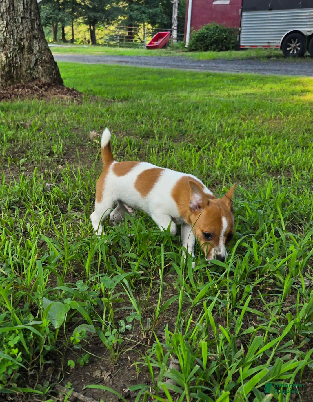 Jack Russell Terrier dogs for sale: Doc - Image 2
