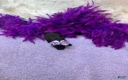 Morkie dogs for sale: Sugar - Image 7