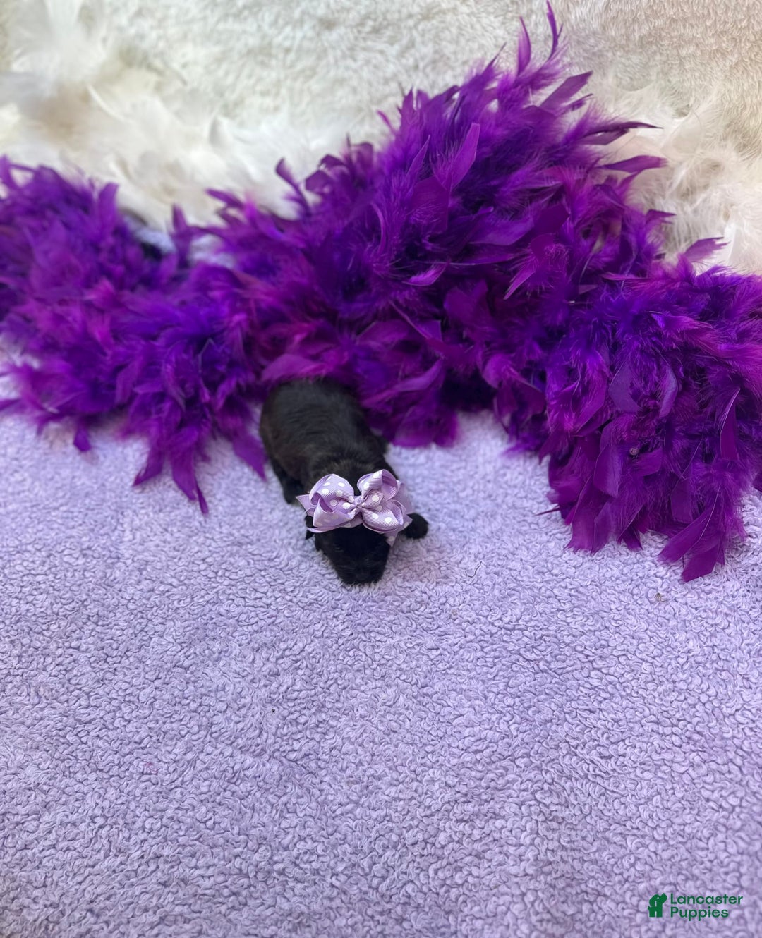 Morkie dogs for sale: Sugar - Image 7