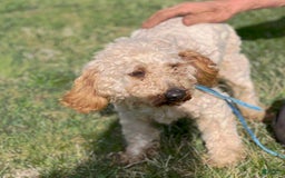 Cavapoo dogs for sale: Cody - Image 5