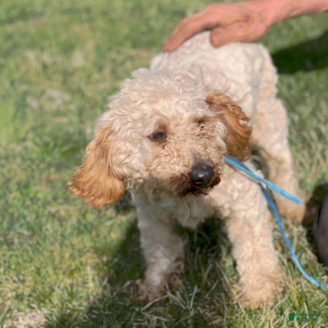 Cavapoo dogs for sale: Cody - Image 5