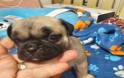 Pug dogs for sale: Mack - Image 5