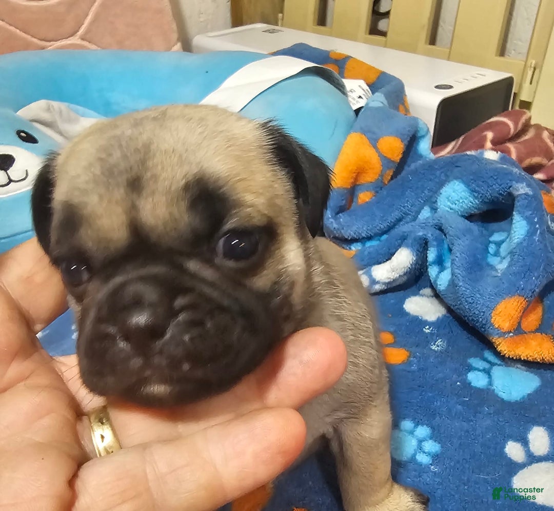 Pug dogs for sale: Mack - Image 5