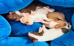 Chihuahua dogs for sale: Mocha - Blue Eyed Dual Pedigreed - Image 4