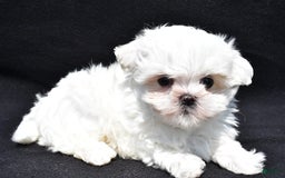 Maltese dogs for sale: Theo - Image 4