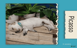 Golden Retriever dogs for sale: Picasso - Image 4