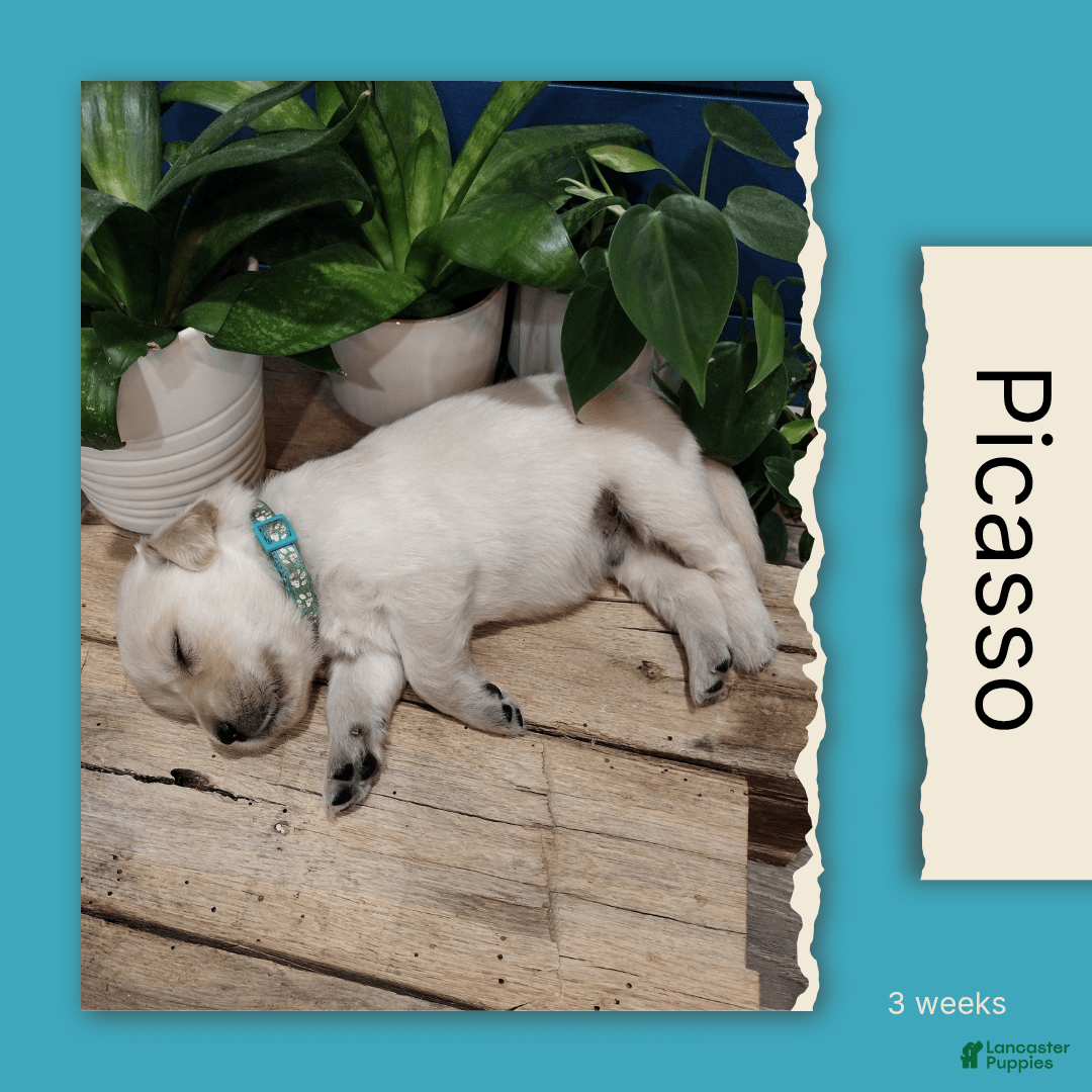 Golden Retriever dogs for sale: Picasso - Image 4