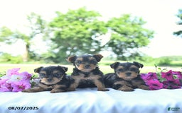 Yorkshire Terrier dogs for sale: Kinley - Image 3