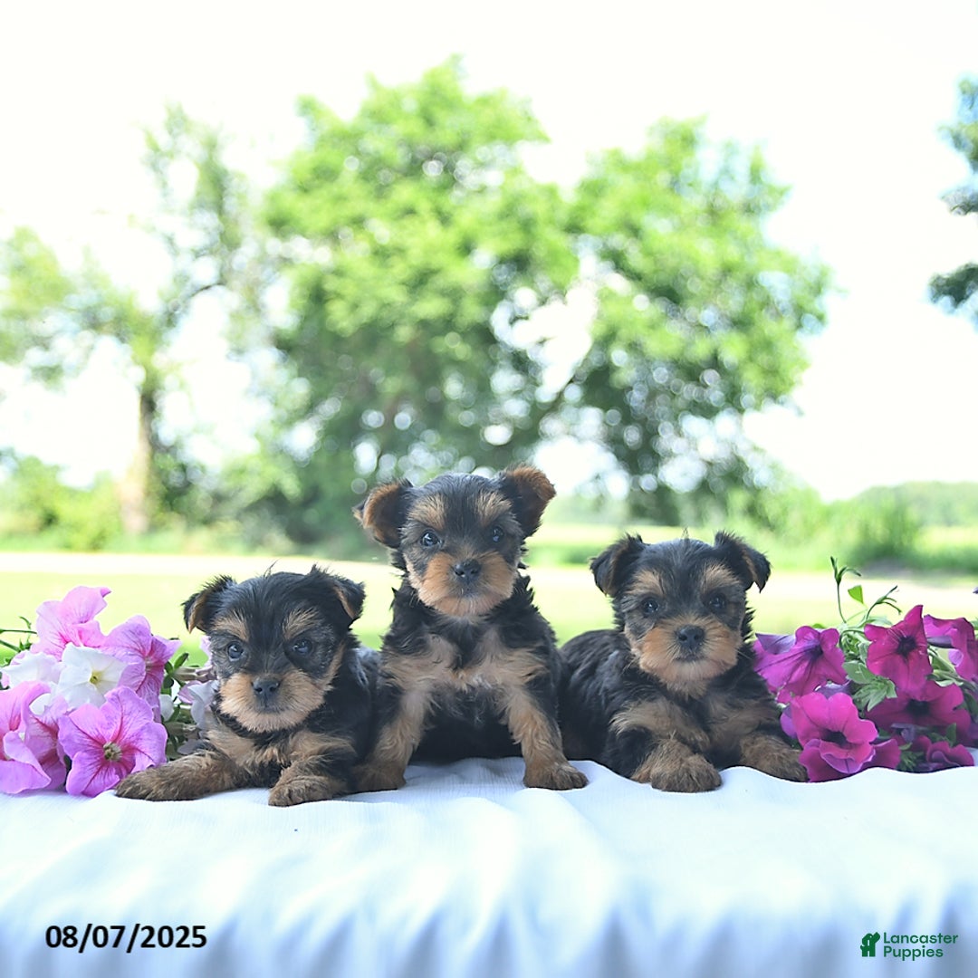 Yorkshire Terrier dogs for sale: Kinley - Image 3