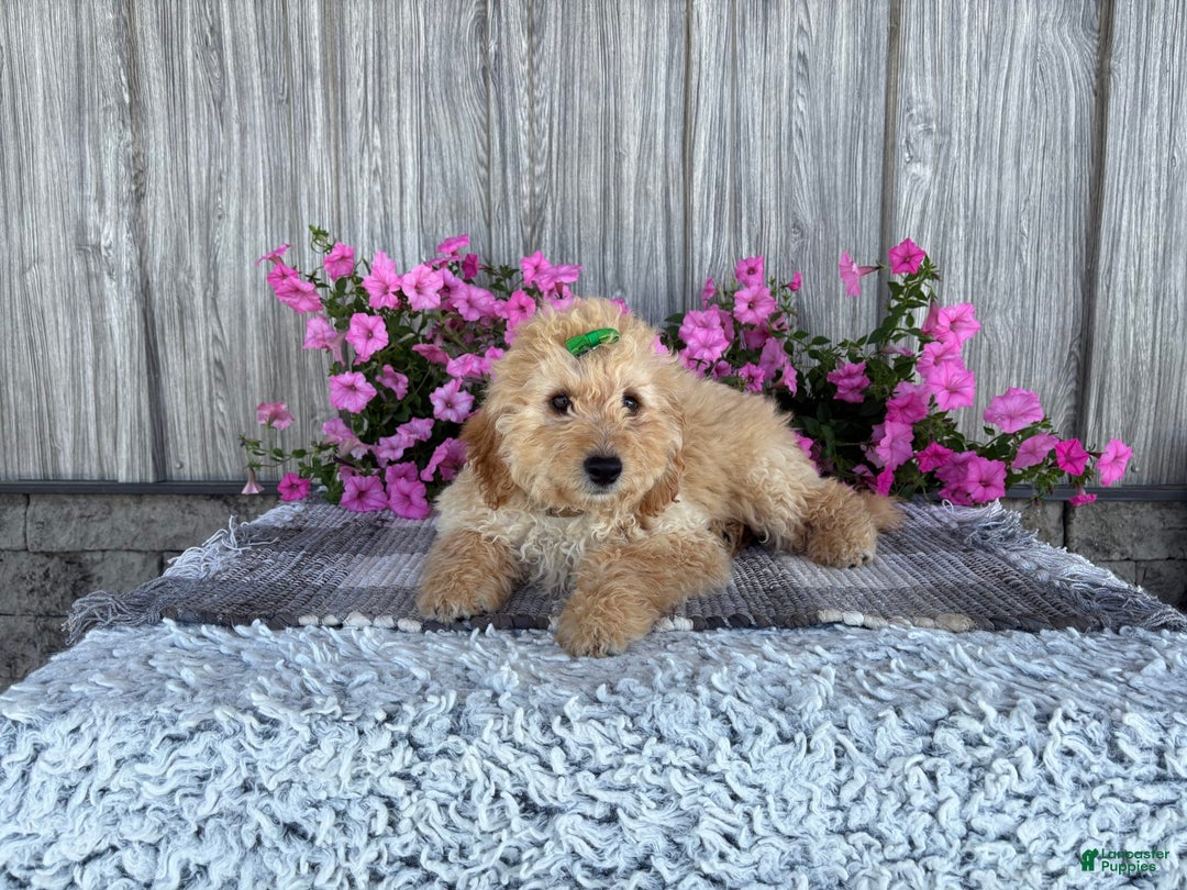 Mini Goldendoodle dogs for sale: Angie - Image 5