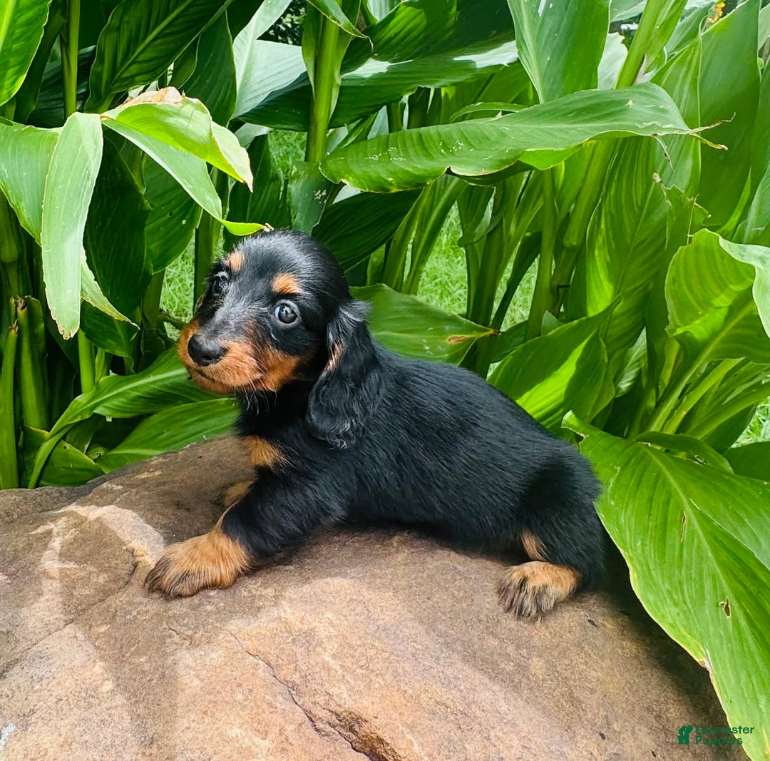 Miniature Dachshund dogs for sale: Piper - Image 2