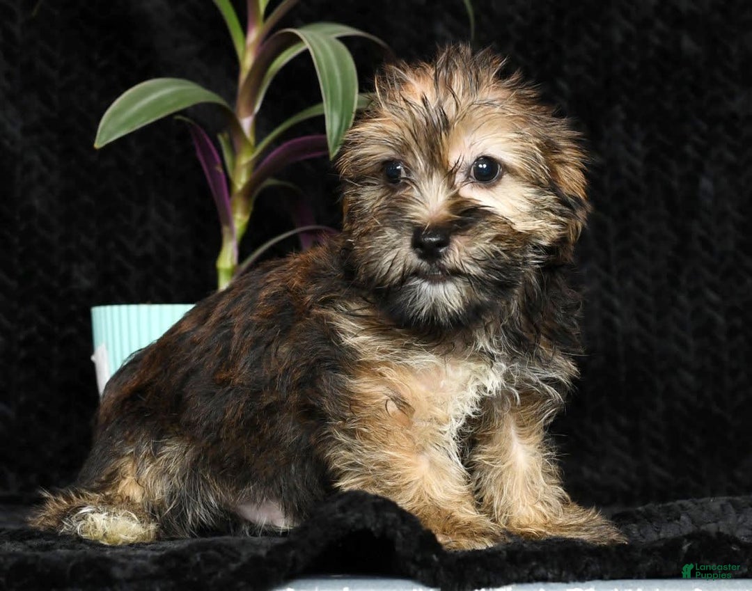 Shorkie dogs for sale: Hayden - Image 4