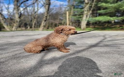 Mini Goldendoodle dogs for sale: Otis - Image 14