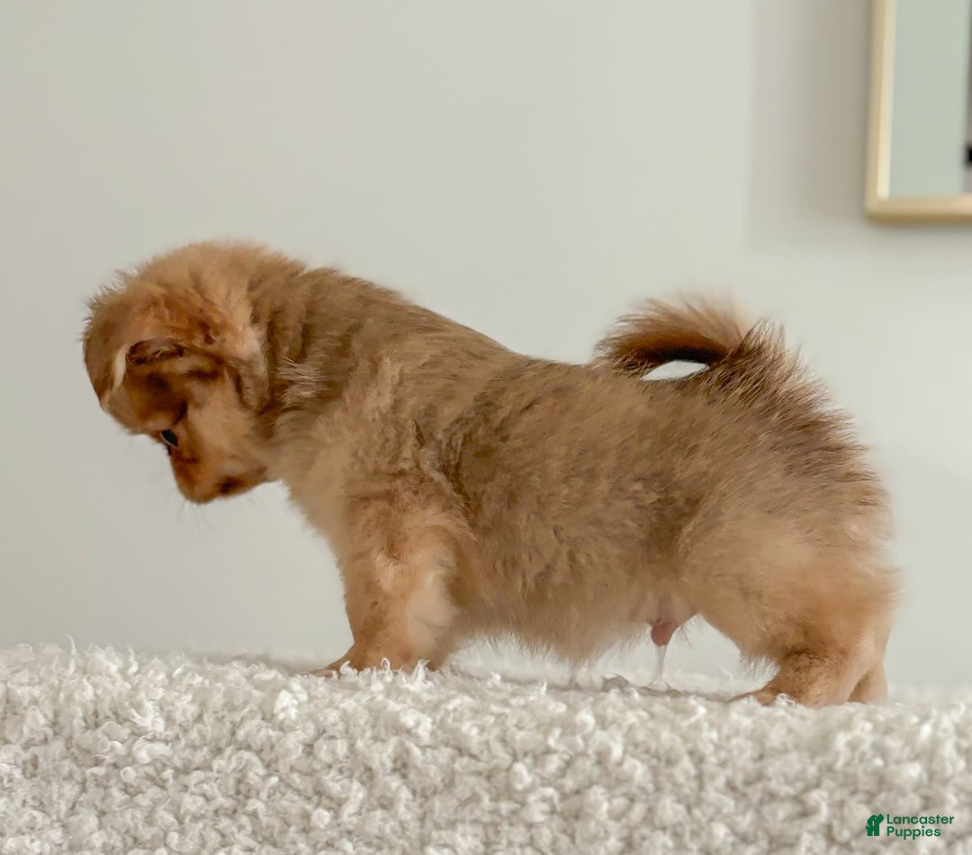 Chihuahua dogs for sale: Snickers - Image 18