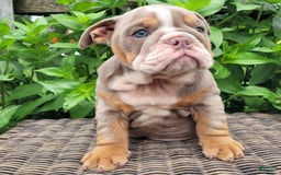 English Bulldog dogs for sale: Lexie - Image 18