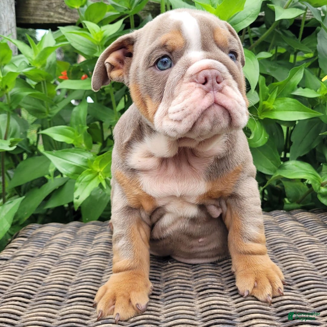 English Bulldog dogs for sale: Lexie - Image 18