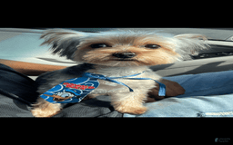 Yorkshire Terrier dogs for sale: Angel - Image 5