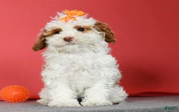 Miniature Poodle dogs for sale: Azalea - Image 1