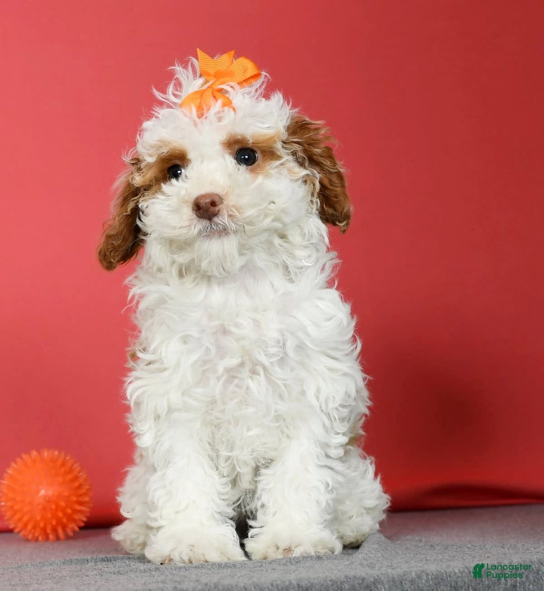 Miniature Poodle dogs for sale: Azalea - Image 1