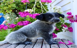 Australian Cattle Dog dogs for sale: Buster - Image 4
