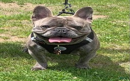 French Bulldog dogs for sale: Larry - Image 10