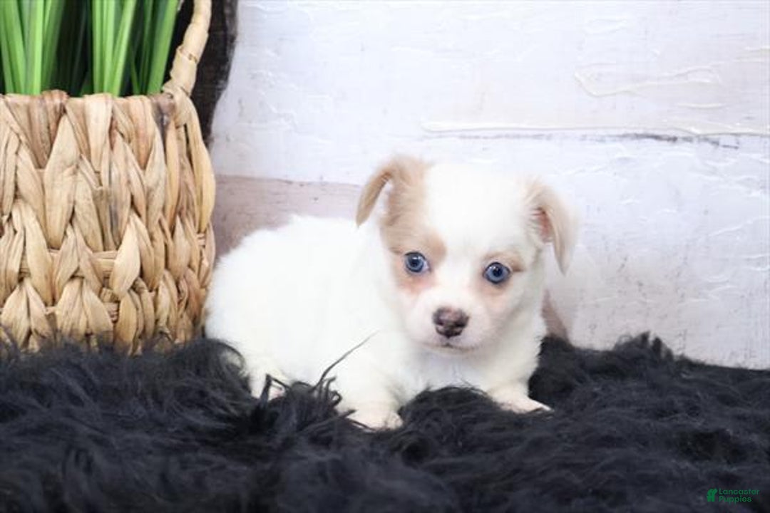 Chihuahua dogs for sale: Coco - Image 2
