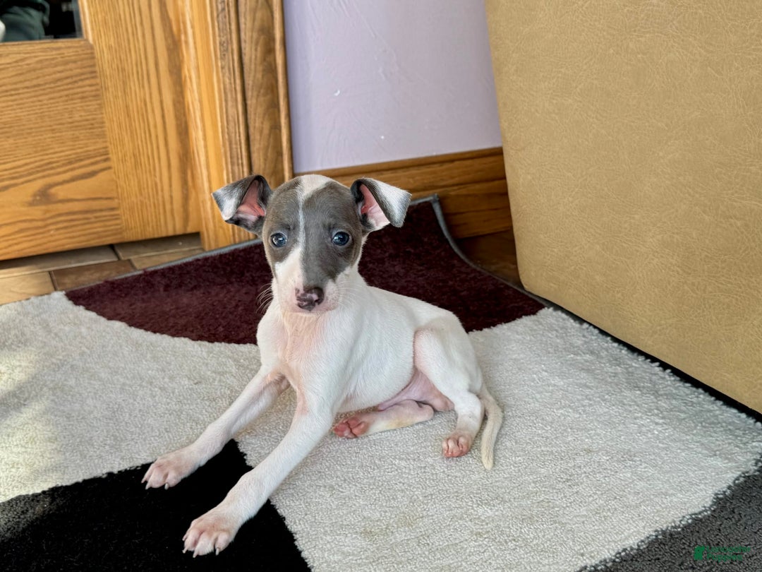 Italian Greyhound dogs for sale: Jace - Image 3