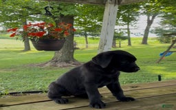 Labrador Retriever dogs for sale: Charlie - Image 1