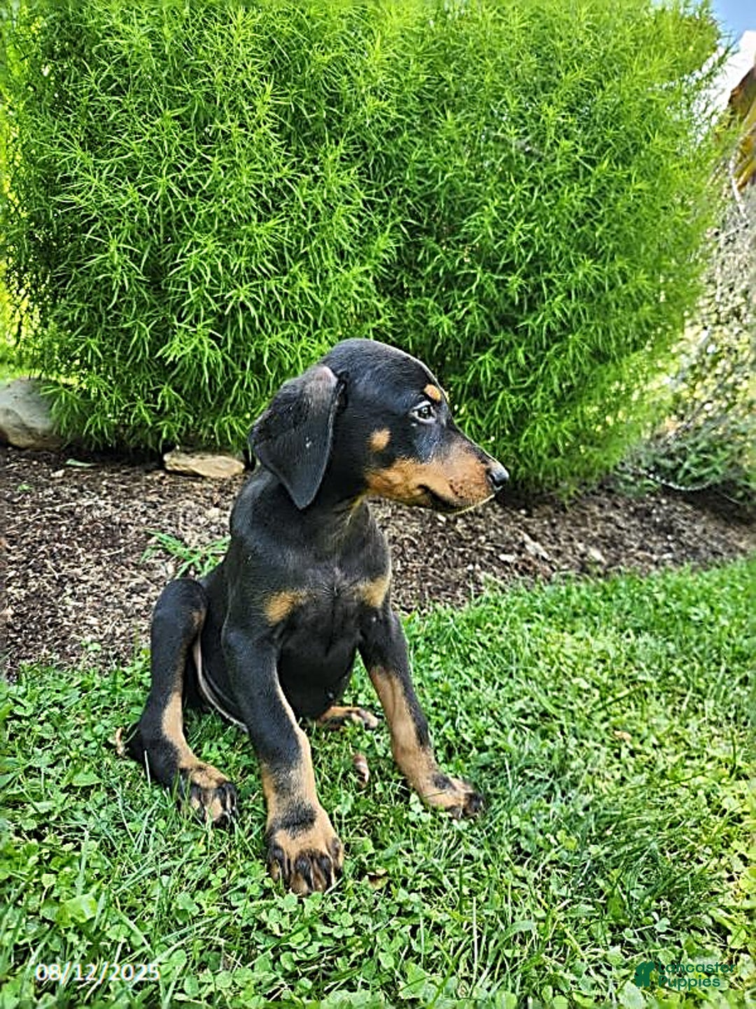Doberman Pinscher dogs for sale: Desmond - Image 4