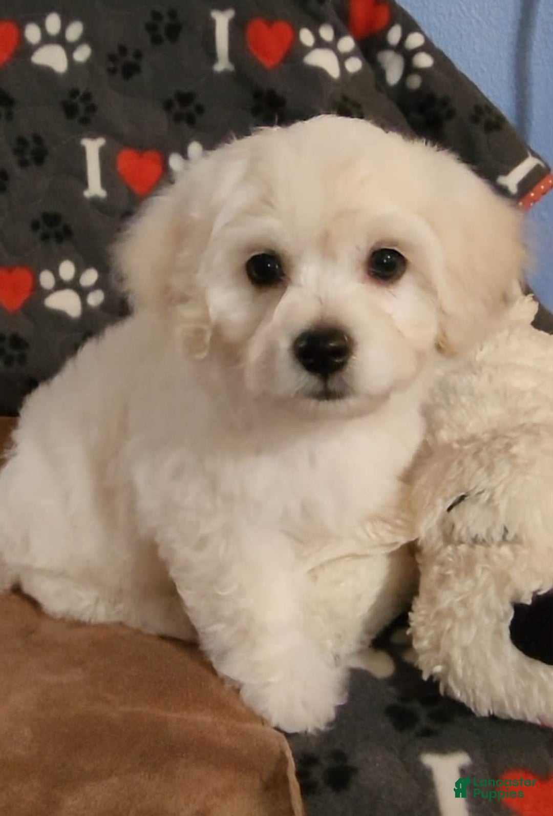 Cavachon dogs for sale: Destin - Image 8